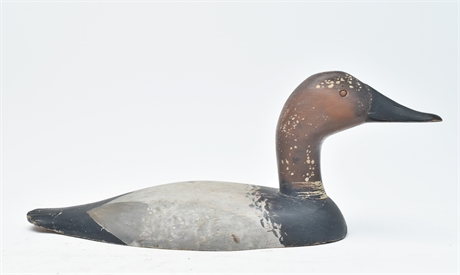 Canvasback wing duck, Clark Madera, Pitman, New Jersey.